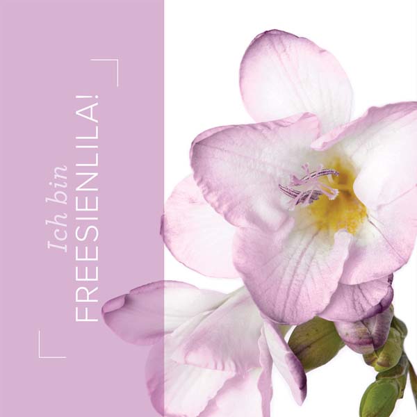 Incolor Freesienlila